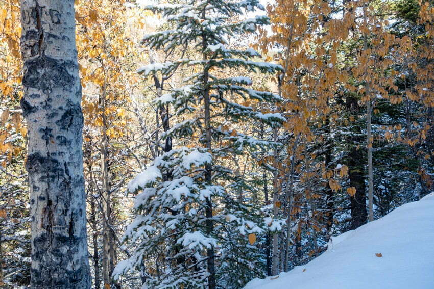 Powderface Creek and Prairie Creek Loop hike, Alberta, CANADA Wild