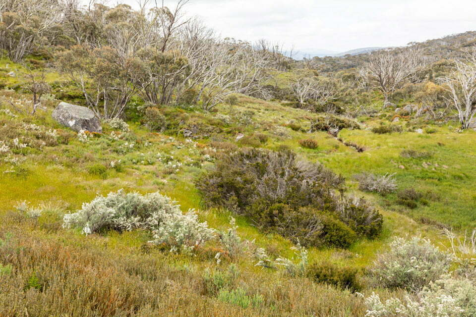 Rainbow Lake Walking Track – Rainbow Lake 