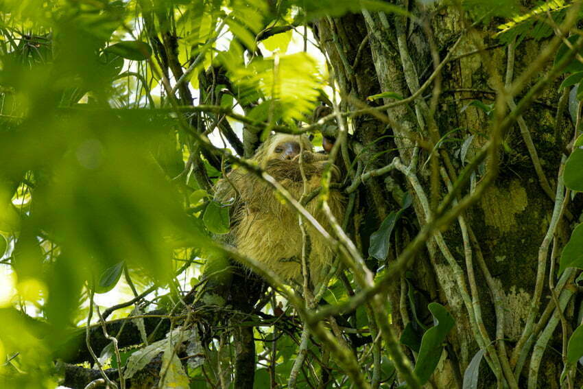 Sloth’s Territory – La Fortuna | Wild Adventures - Stephen and Sue