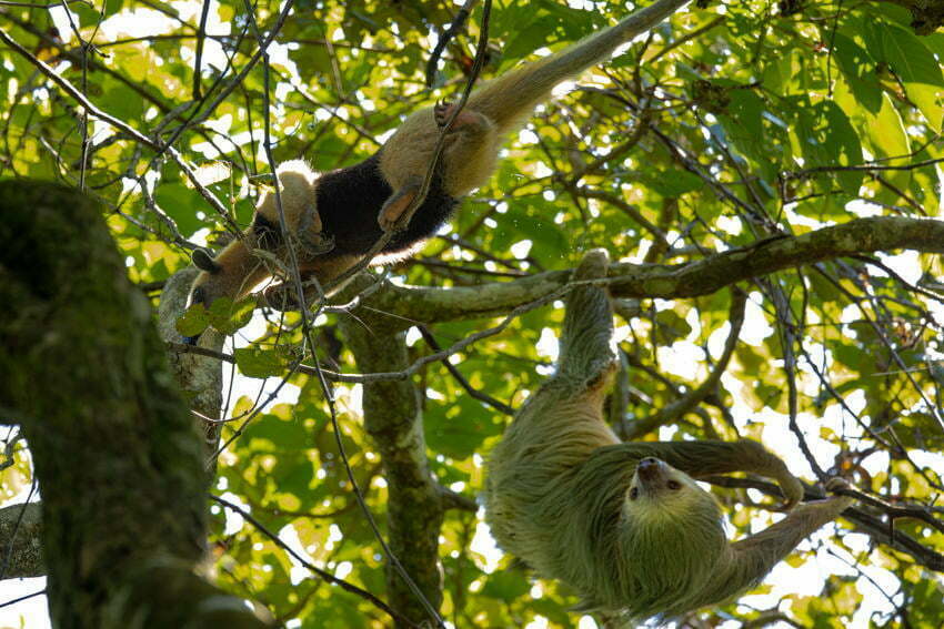 Hotel El Icaco Tortuguero – Tortuguero National Park – Tortuguero 